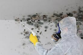  Lake Dunlap, TX Mold Remediation Pros